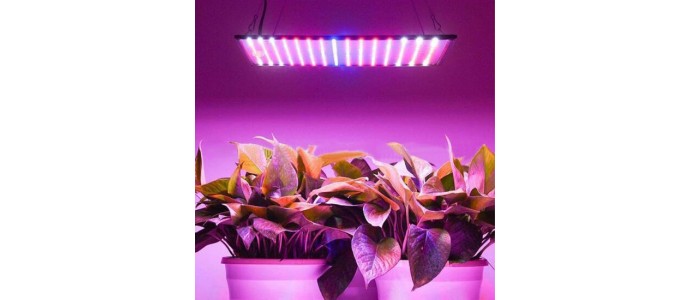 COVID 19 : DES ANTICORPS A BASE DE PLANTES !